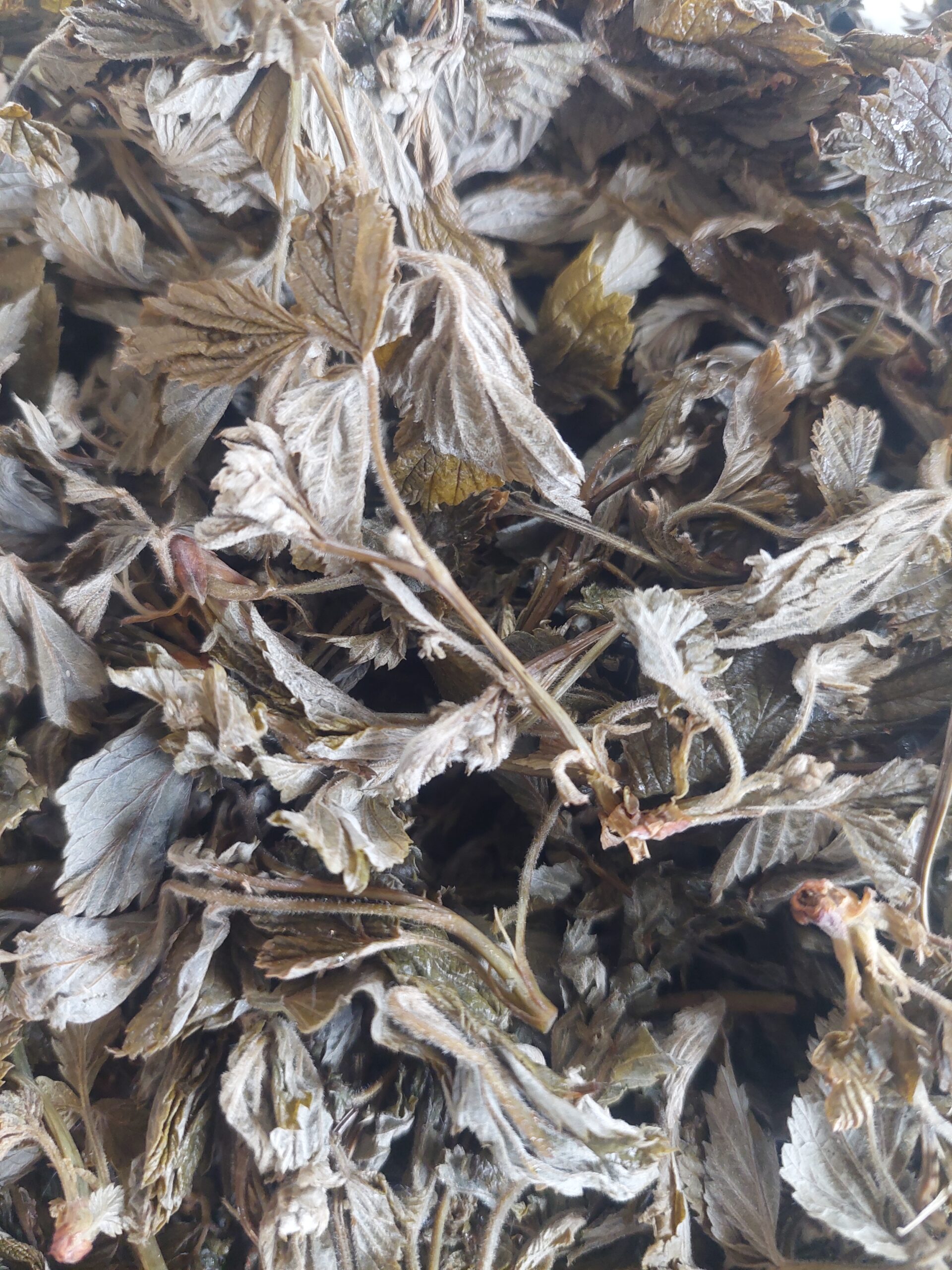 Fermentuoti aviečių lapai - Image 2