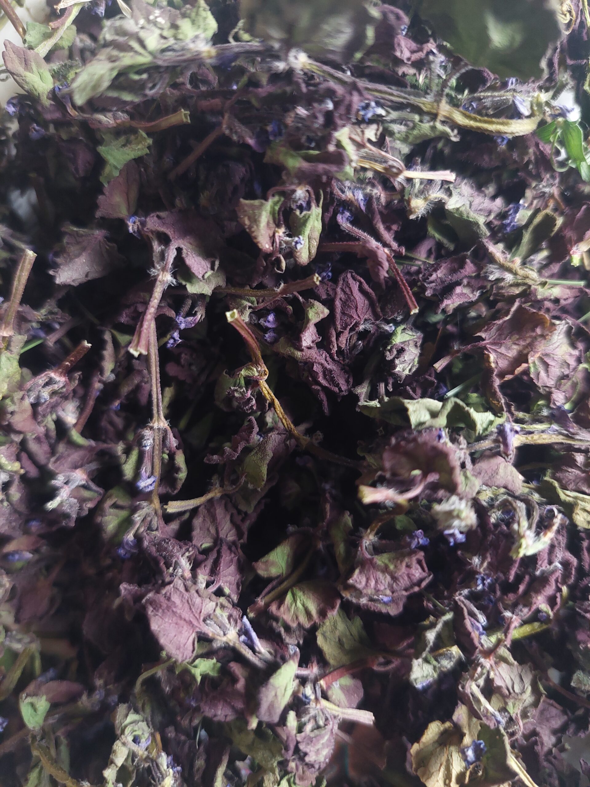 Šliaužiančioji tramažolė (Ajuga reptans) - Image 2