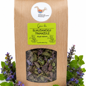 Šliaužiančioji tramažolė (Ajuga reptans)